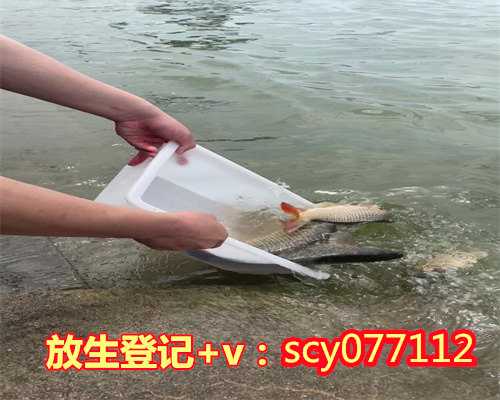 徐州在线放生网，徐州东北放生乌龟能活吗，徐州放生为什么放鱼