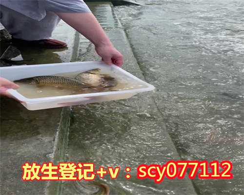 温州捕获海龟为什么放生，捕获海龟为什么放生，田鸡可以放生河里吗